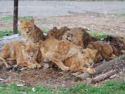 ライオンまんじゅう（秋吉台自然公園サファリランド）