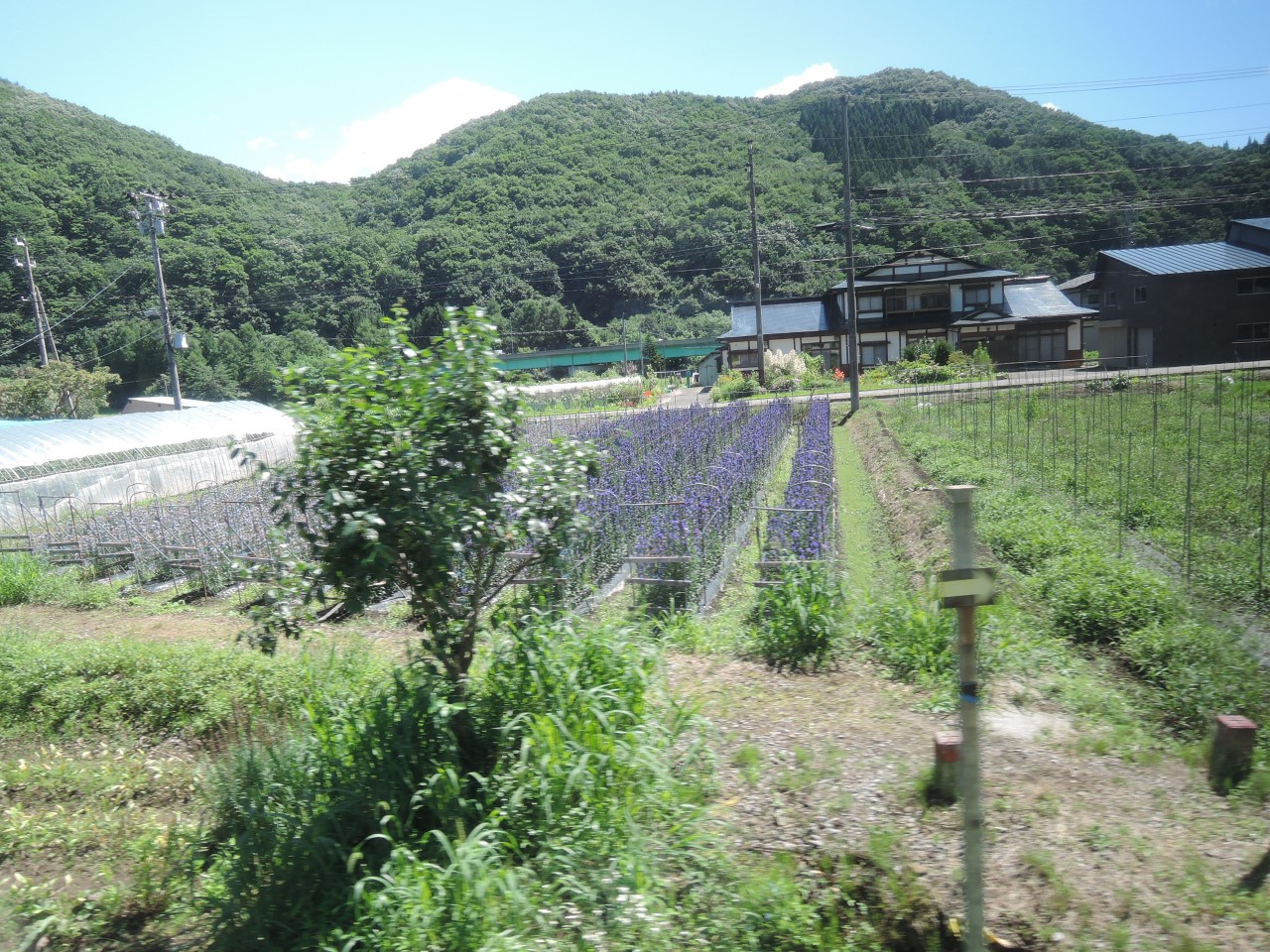 花輪線、りんどう畑