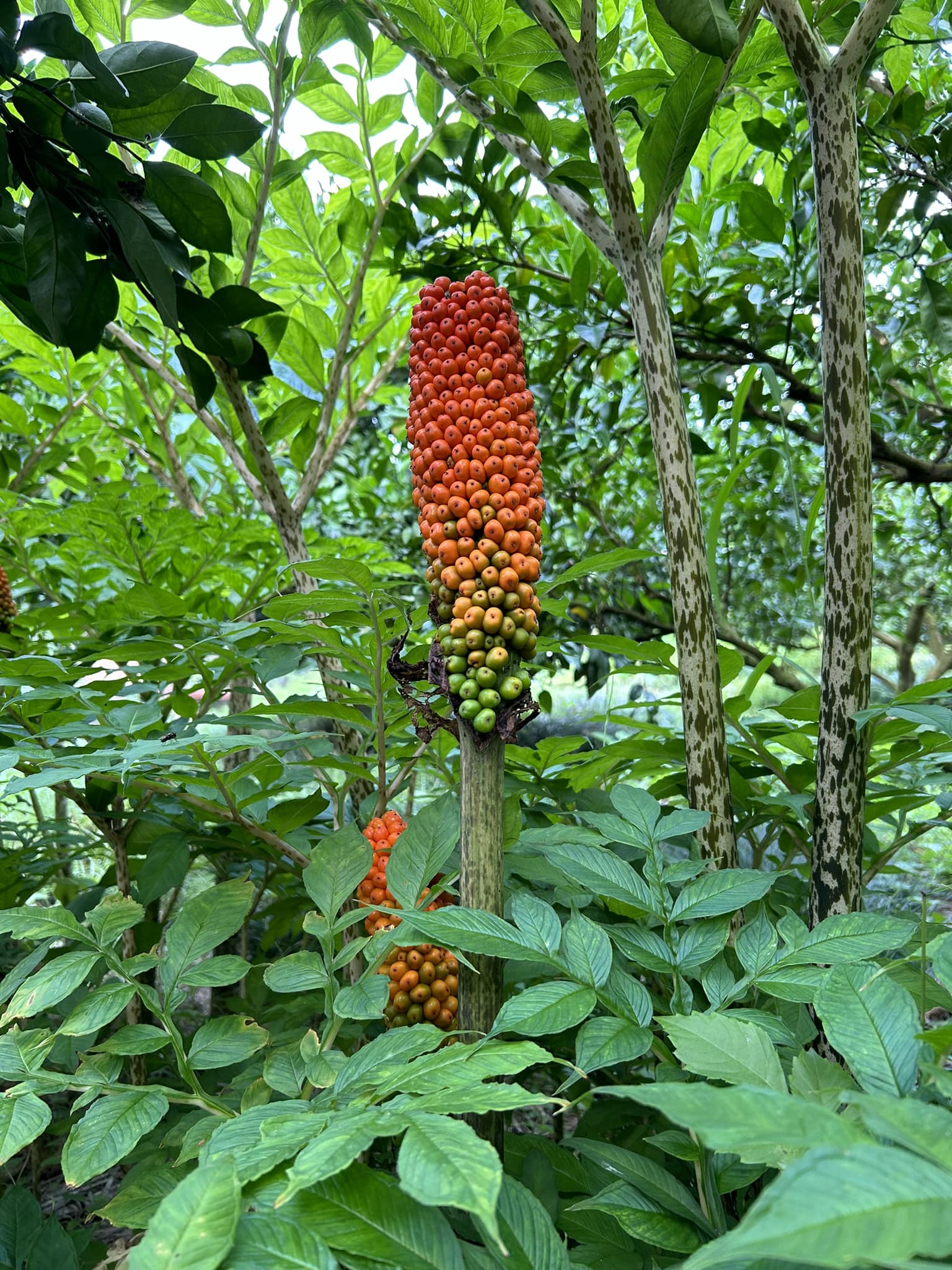 コンニャクの実