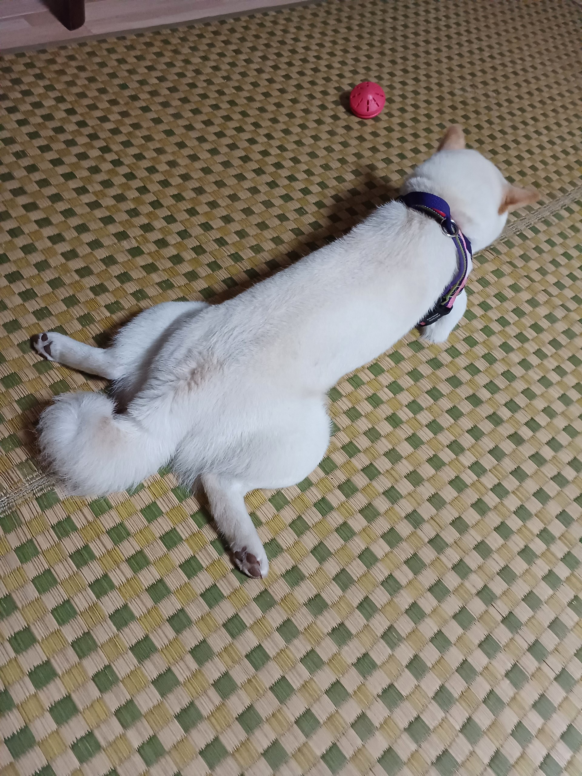 ���āE�q��̐Q�p